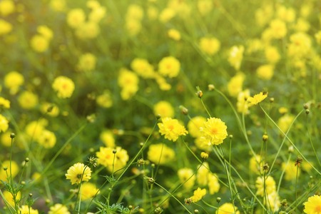 Yellow flower blossoms blooming in natural environment on a sunny day.Selective focus.