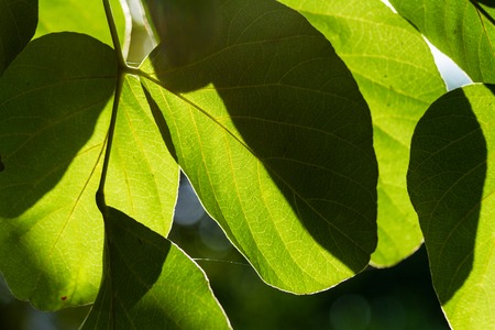 Sunlight shining through fresh green leaf in the morning at the forest.Nature background.の写真素材