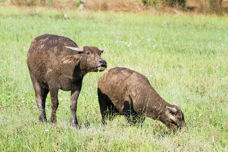 Water buffalo eating grass on meadow nature backgroundの写真素材