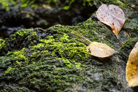 Dry leaf on stone with green mos.の写真素材