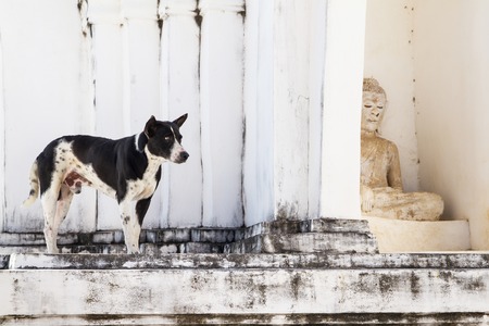 Dog on white pagoda in temple, Thailandの写真素材