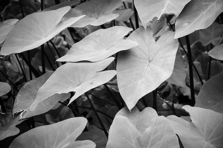 Carbon leaf or beautiful leaves using as background or wallpaper.Black and white picture.の写真素材