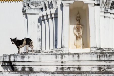Dog on white pagoda in temple, Thailandの写真素材
