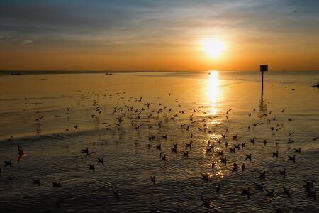 Seagull bird with amazing colorful sky and sea on twilight sunset time seascape.Nature background.の写真素材