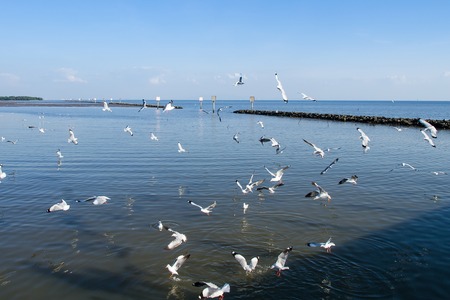 Seagulls hunt for small fish at the Seashoreの写真素材