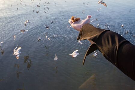 People feeding seagulls by hand with fried cracklings at the sea.