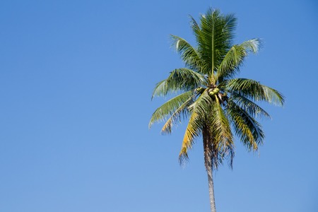 The coconut tree on blue sky background.の写真素材