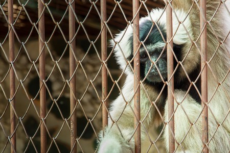 Monkey in cage at Samut Prakan Crocodile Farm and Zoo, Thailandの写真素材