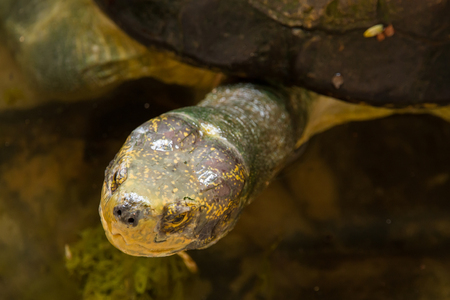 Turtle at Samut Prakan Crocodile Farm and Zoo, Thailandの写真素材