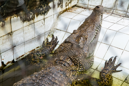 Crocodiles Resting at Samut Prakan Crocodile Farm and Zoo, Thailandの写真素材