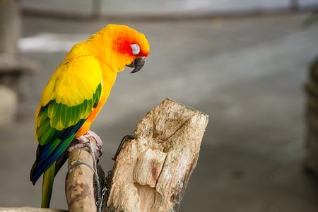 Colorful parrot birds at Samut Prakan Crocodile Farm and Zoo, Thailand