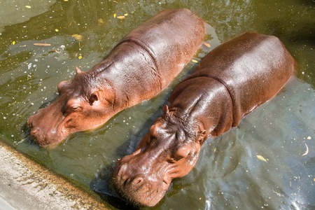 Hippopotamus swimming in water at Samut Prakan Crocodile Farm and Zoo, Thailandの写真素材