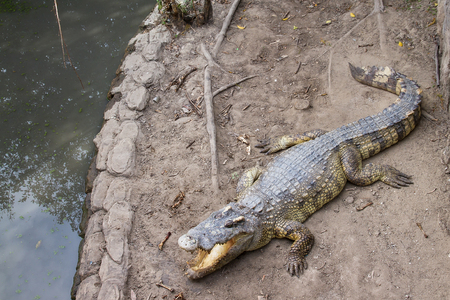 Crocodiles Resting at Samut Prakan Crocodile Farm and Zoo, Thailandの写真素材