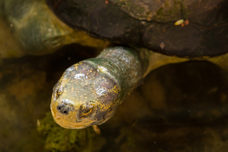 Turtle at Samut Prakan Crocodile Farm and Zoo, Thailandの写真素材