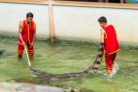 Samut Prakan, Thailand - January, 04, 2017 : Show the risk of death Crocodile show at crocodile farm in Samut Prakan, Thailand.This exciting show is very famous among among tourist and Thai people.のeditorial素材
