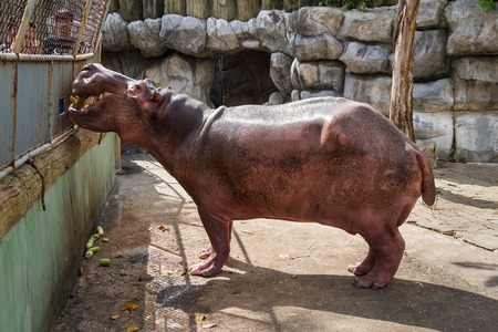Samut Prakan, Thailand - January, 04, 2017 : Unidentified Tourist feeding vegetable to Hippopotamus at Samut Prakan Crocodile Farm and Zoo, Thailandのeditorial素材
