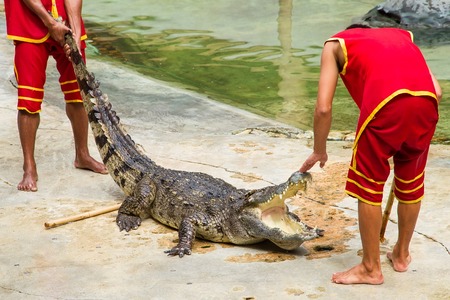 Samut Prakan, Thailand - January, 04, 2017 : Show the risk of death Crocodile show at crocodile farm in Samut Prakan, Thailand.This exciting show is very famous among among tourist and Thai people.のeditorial素材