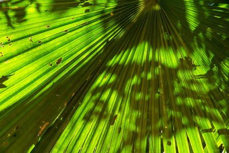 Beautiful palm leaves of tree in sunlight.Abstract tropical palm leaf texture and backgroundの写真素材