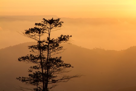 Landscapes morning mountain sunrise between silhouette of trees on a misty meadowの写真素材