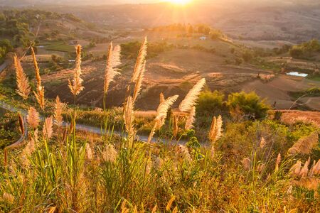 Close up flower grass and sunrise background in the morning on the mountainの写真素材