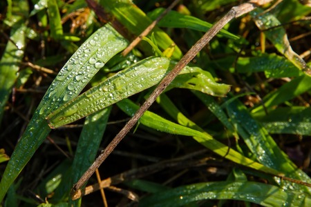 Close up of grass spikes with water dropsの写真素材