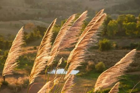 Close up flower grass and sunrise background in the morning on the mountainの写真素材