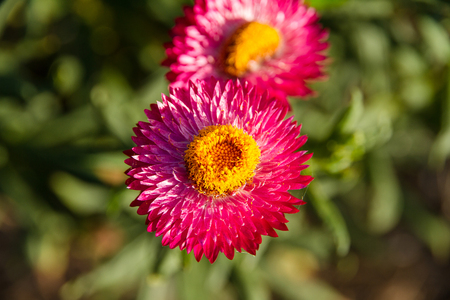 Red flower in the gardenの写真素材