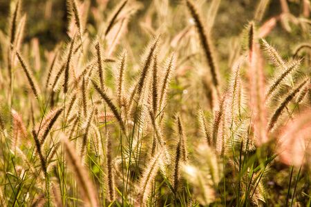 Beautiful grass flower field under warm sunlight at the sunset meadow in nature backgroundの写真素材