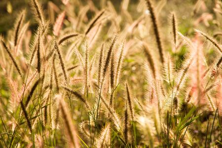 Beautiful grass flower field under warm sunlight at the sunset meadow in nature backgroundの写真素材