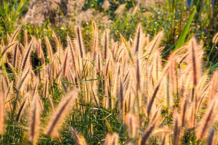 Beautiful grass flower field under warm sunlight at the sunset meadow in nature backgroundの写真素材