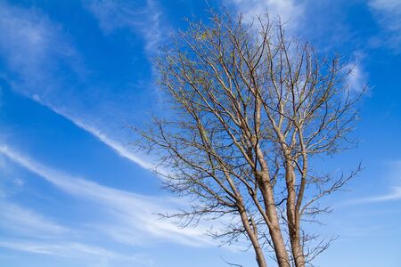 Leaves-less trees, white cloud and blue sky in winter.の写真素材