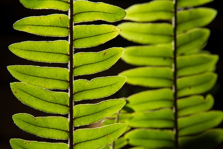 Close up green leaf with black background.natural background