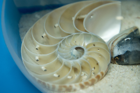 Nautilus shell golden section pattern backgroundの写真素材