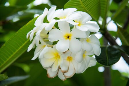 White Plumeria or frangipani. Sweet scent from white Plumeria flowers in the garden.の写真素材