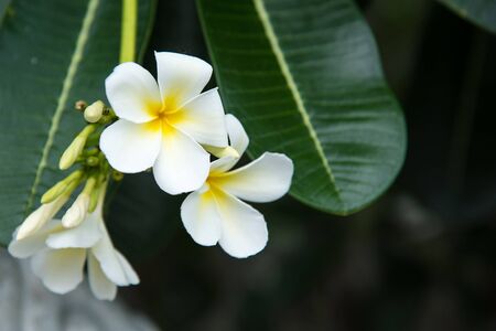 White Plumeria or frangipani. Sweet scent from white Plumeria flowers in the garden.の写真素材