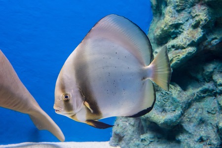 Prachuap Khiri Khan, Thailand - April, 18, 2017 : Beautiful sea fish in the aquarium at Waghor Aquarium Thongchai Sub district, Bangsapan District, Prachuap Khiri Khan, Thailandのeditorial素材