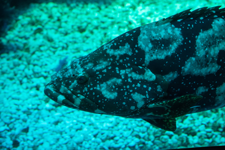 Prachuap Khiri Khan, Thailand - April, 18, 2017 : Big sea fish in the aquarium at Waghor Aquarium Thongchai Sub district, Bangsapan District, Prachuap Khiri Khan, Thailandのeditorial素材