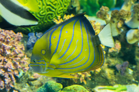 Prachuap Khiri Khan, Thailand - April, 18, 2017 : Beautiful sea fish in the aquarium at Waghor Aquarium Thongchai Sub district, Bangsapan District, Prachuap Khiri Khan, Thailandのeditorial素材
