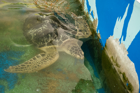 Prachuap Khiri Khan, Thailand - April, 18, 2017 : Big Sea turtle in the aquarium at Waghor Aquarium Thongchai Sub district, Bangsapan District, Prachuap Khiri Khan, Thailandのeditorial素材