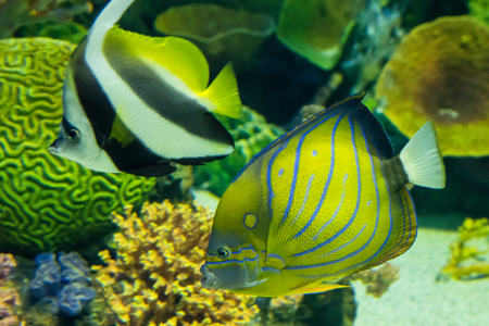 Prachuap Khiri Khan, Thailand - April, 18, 2017 : Beautiful sea fish in the aquarium at Waghor Aquarium Thongchai Sub district, Bangsapan District, Prachuap Khiri Khan, Thailandのeditorial素材