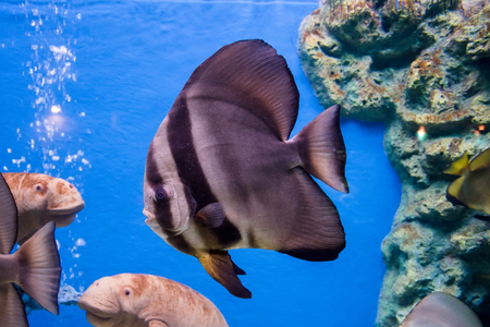 Prachuap Khiri Khan, Thailand - April, 18, 2017 : Beautiful sea fish in the aquarium at Waghor Aquarium Thongchai Sub district, Bangsapan District, Prachuap Khiri Khan, Thailandのeditorial素材