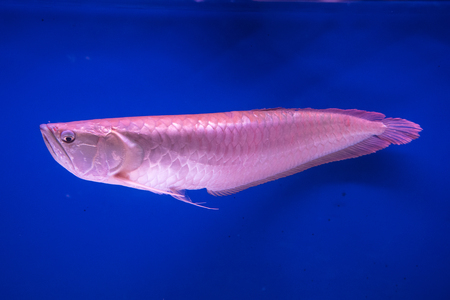 Prachuap Khiri Khan, Thailand - April, 18, 2017 : Arowana fish in the aquarium at Waghor Aquarium Thongchai Sub district, Bangsapan District, Prachuap Khiri Khan, Thailandのeditorial素材