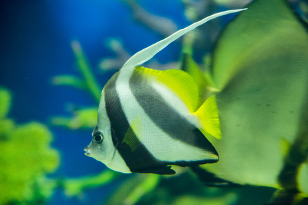 Prachuap Khiri Khan, Thailand - April, 18, 2017 : Beautiful sea fish in the aquarium at Waghor Aquarium Thongchai Sub district, Bangsapan District, Prachuap Khiri Khan, Thailandのeditorial素材