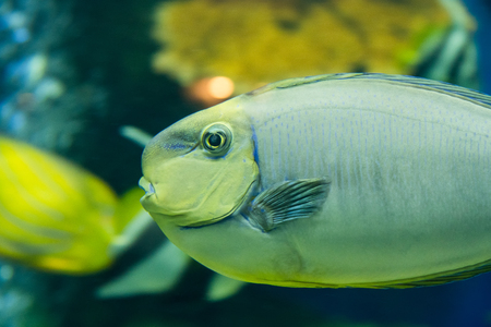 Prachuap Khiri Khan, Thailand - April, 18, 2017 : Beautiful sea fish in the aquarium at Waghor Aquarium Thongchai Sub district, Bangsapan District, Prachuap Khiri Khan, Thailandのeditorial素材