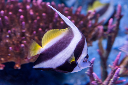 Prachuap Khiri Khan, Thailand - April, 18, 2017 : Beautiful sea fish in the aquarium at Waghor Aquarium Thongchai Sub district, Bangsapan District, Prachuap Khiri Khan, Thailandのeditorial素材