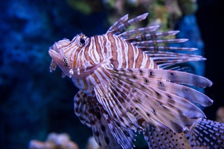Prachuap Khiri Khan, Thailand - April, 18, 2017 : Exotic predatory Lion fish in the aquarium at Waghor Aquarium Thongchai Sub district, Bangsapan District, Prachuap Khiri Khan, Thailandのeditorial素材