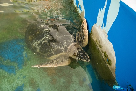 Prachuap Khiri Khan, Thailand - April, 18, 2017 : Big Sea turtle in the aquarium at Waghor Aquarium Thongchai Sub district, Bangsapan District, Prachuap Khiri Khan, Thailandのeditorial素材