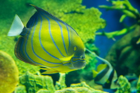 Prachuap Khiri Khan, Thailand - April, 18, 2017 : Beautiful sea fish in the aquarium at Waghor Aquarium Thongchai Sub district, Bangsapan District, Prachuap Khiri Khan, Thailandのeditorial素材