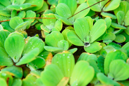 Many green water Lettuec or Pistia stratiotes on the water close up pattern for background and textureの写真素材