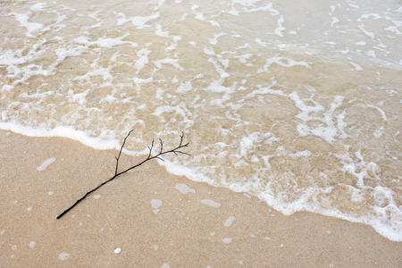 The Branches on the beachの写真素材